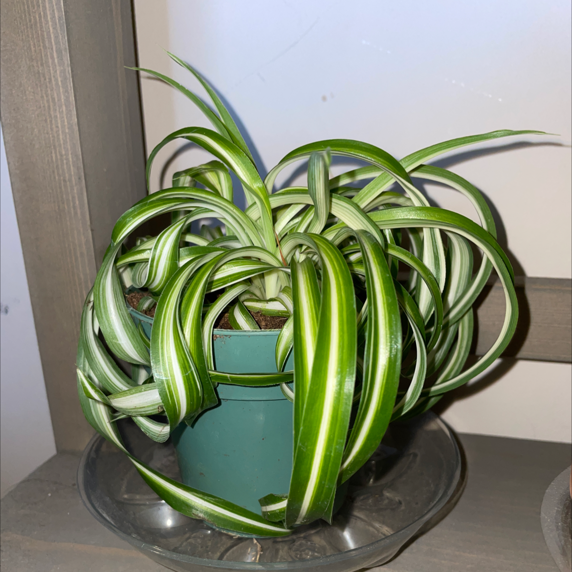 Photo of the plant species Variegated Spider Plant by @Kelliegardner named Spidey on Greg, the plant care app
