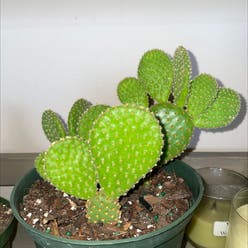 Arborescent pricklypear plant