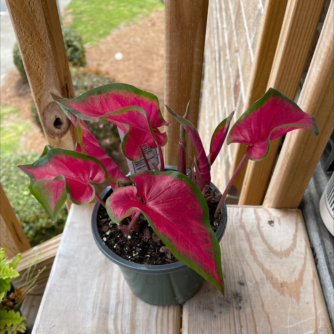 Photo of the plant species Cherry Tart Caladium by @Kelliegardner named Red on Greg, the plant care app
