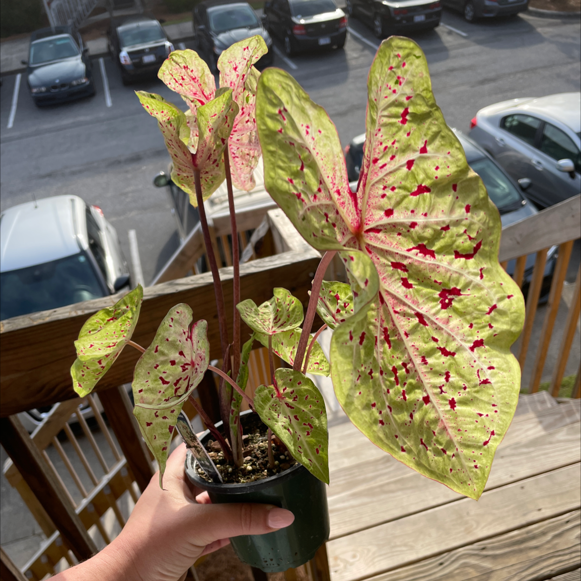 Photo of the plant species 'Miss Muffet' Angel Wings by @Kelliegardner named Xena on Greg, the plant care app