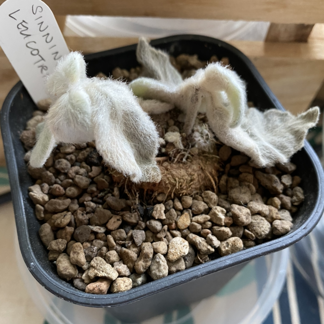 Potted White Velvet plant with fuzzy, wilted leaves and visible soil.