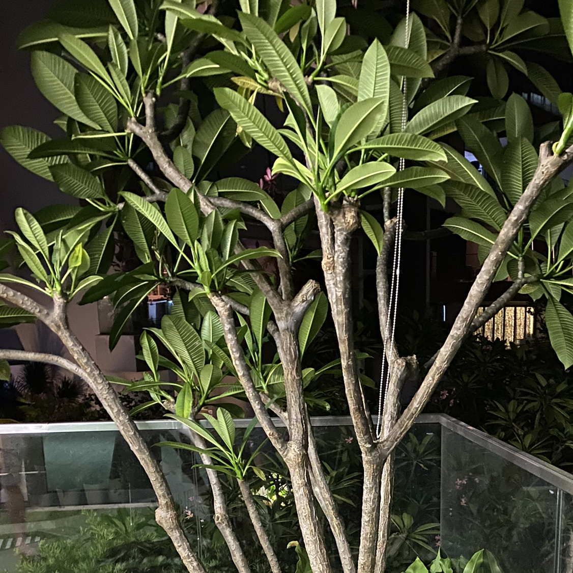 Red Frangipani plant with multiple branches and healthy green leaves indoors.