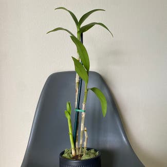 Noble Dendrobium plant in Kailua-Kona, Hawaii