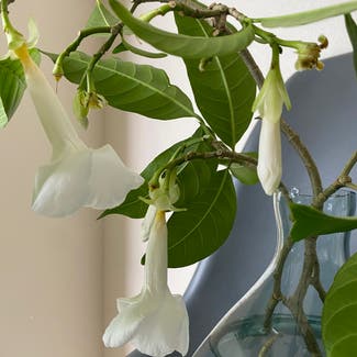 Crepe Jasmine plant in Kailua-Kona, Hawaii