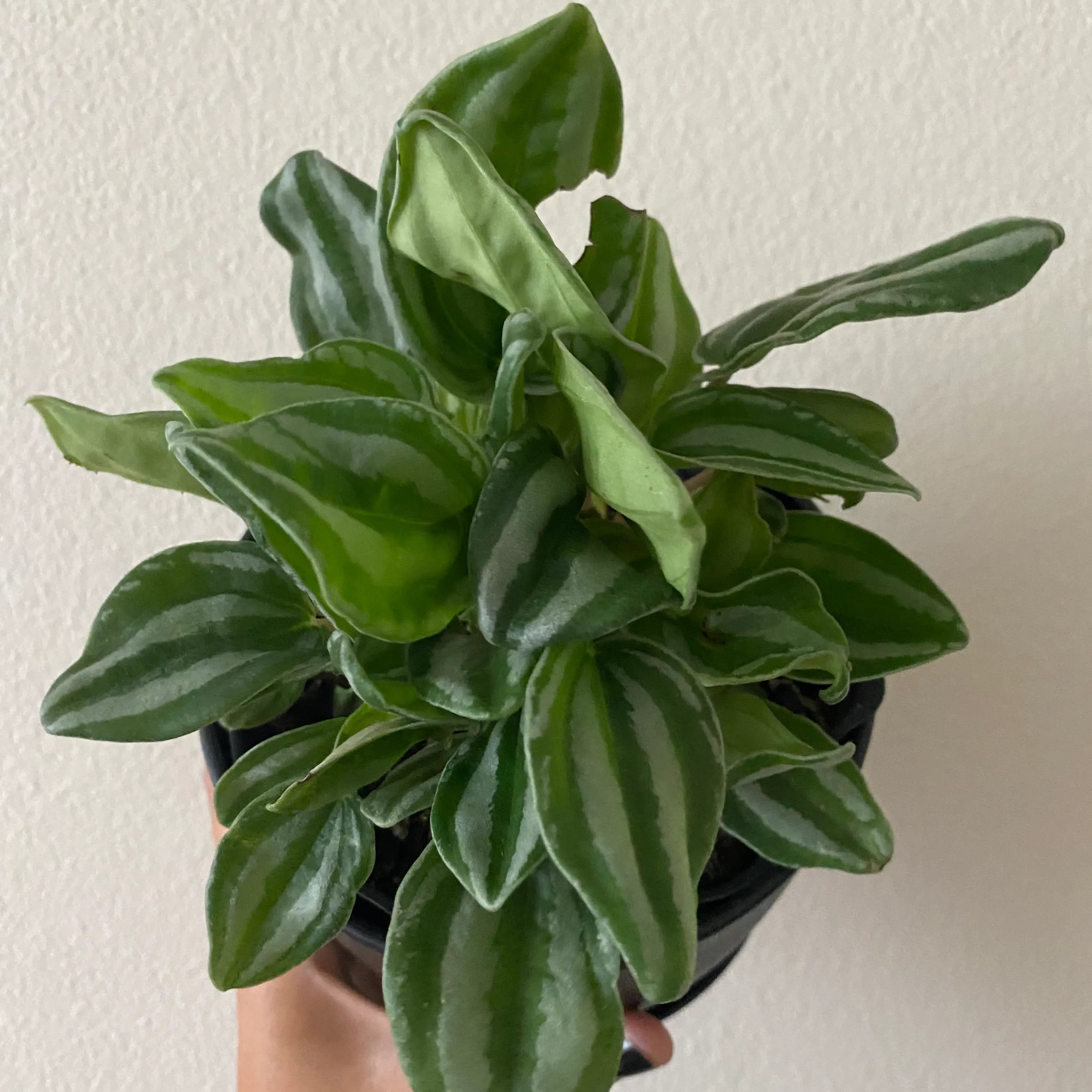 Photo of the plant species Peperomia Dwarf Watermelon by @Harat9 named Piper on Greg, the plant care app