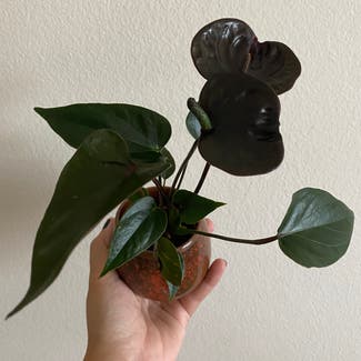 Black Anthurium plant in Kailua-Kona, Hawaii