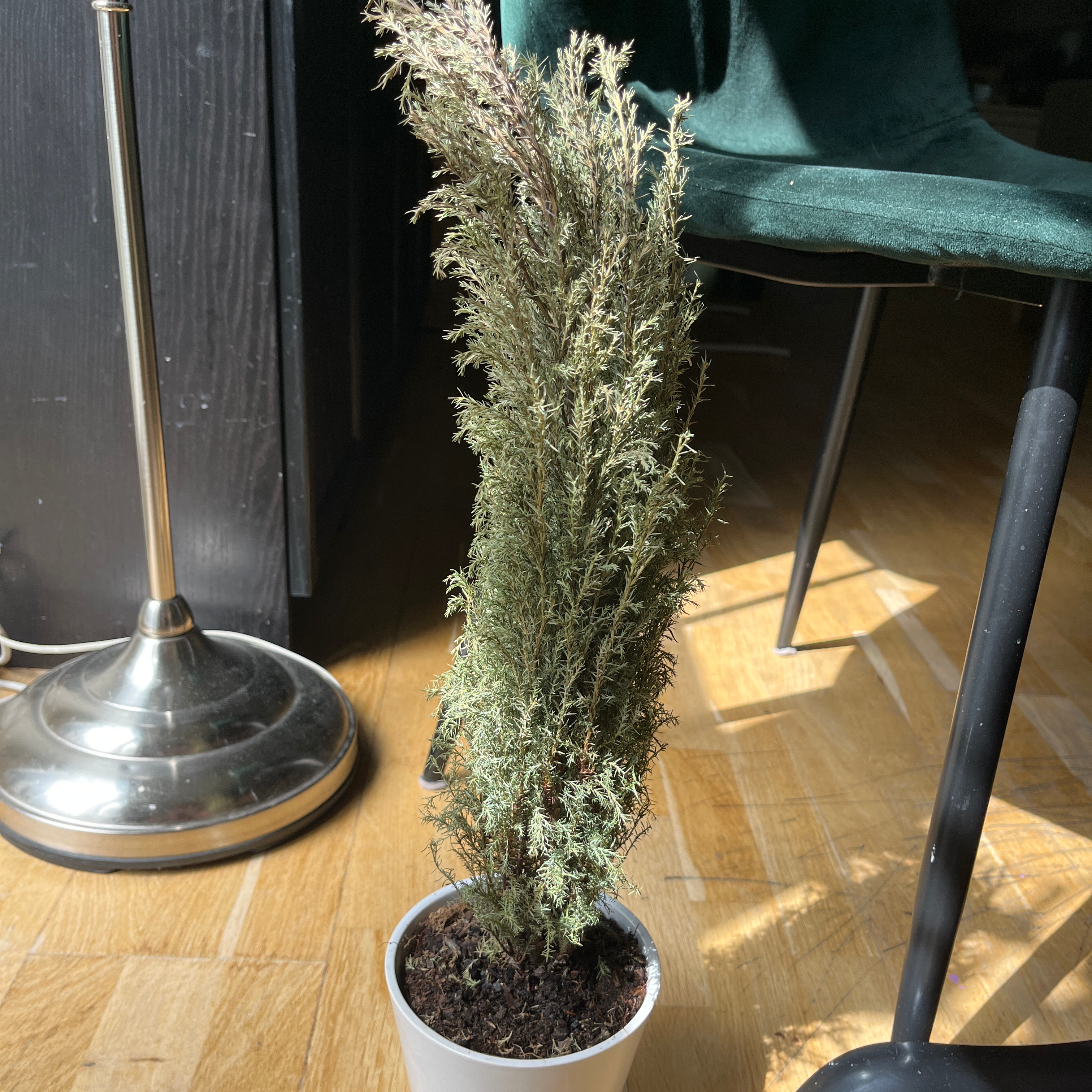 Mediterranean Cypress plant in a white pot indoors with some sunlight.