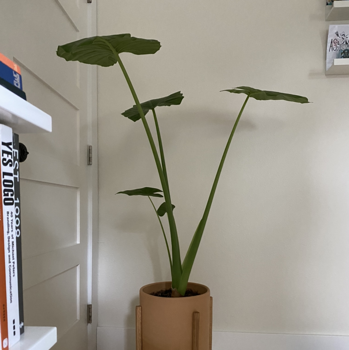 Jewel Alocasia plant in a pot indoors with large green leaves, healthy appearance.