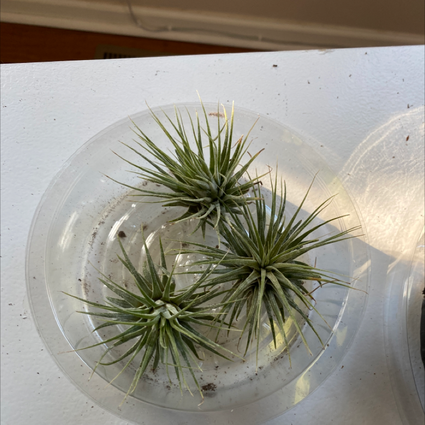 Three Tillandsia ionantha 'Guatemala' plants in a clear plastic dish.