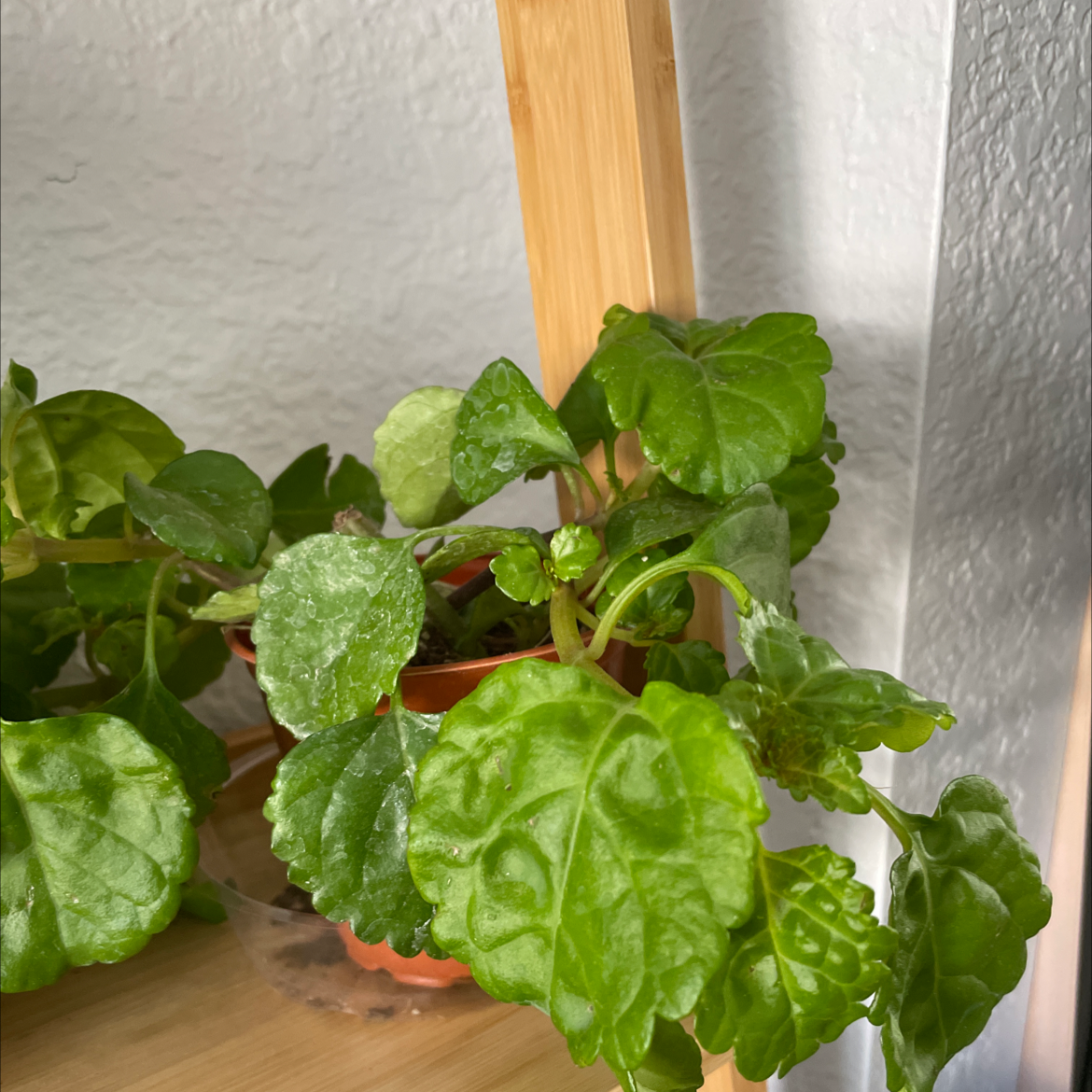 Swedish Ivy plant on a wooden shelf with vibrant green leaves.