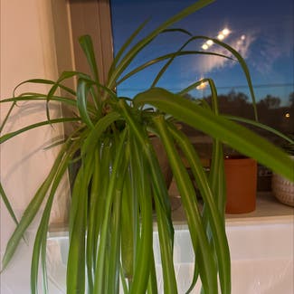 Spider Plant plant in Lakewood, Colorado