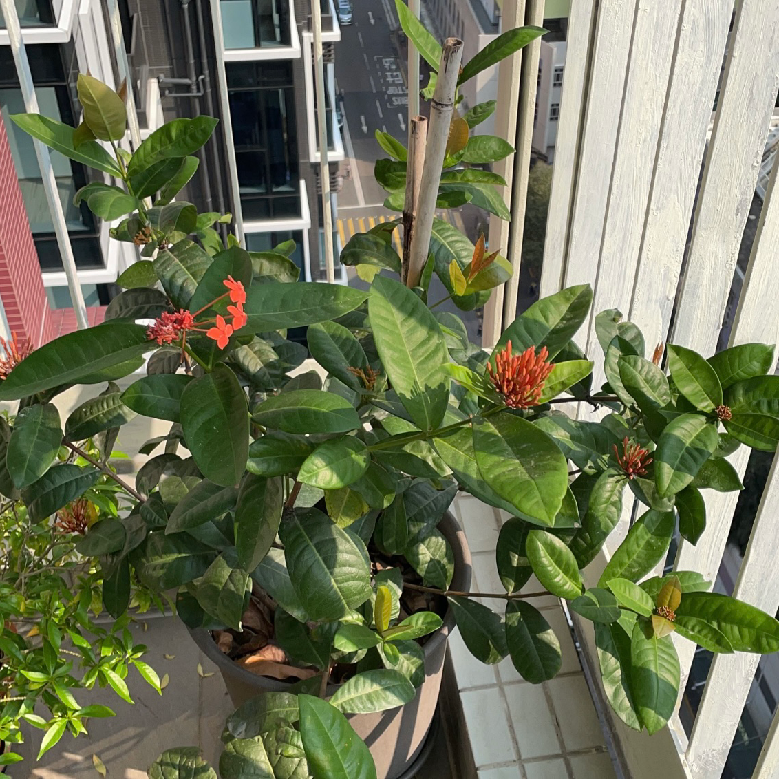 Flame of the Woods plant with green leaves and red flowers in a pot on a balcony.