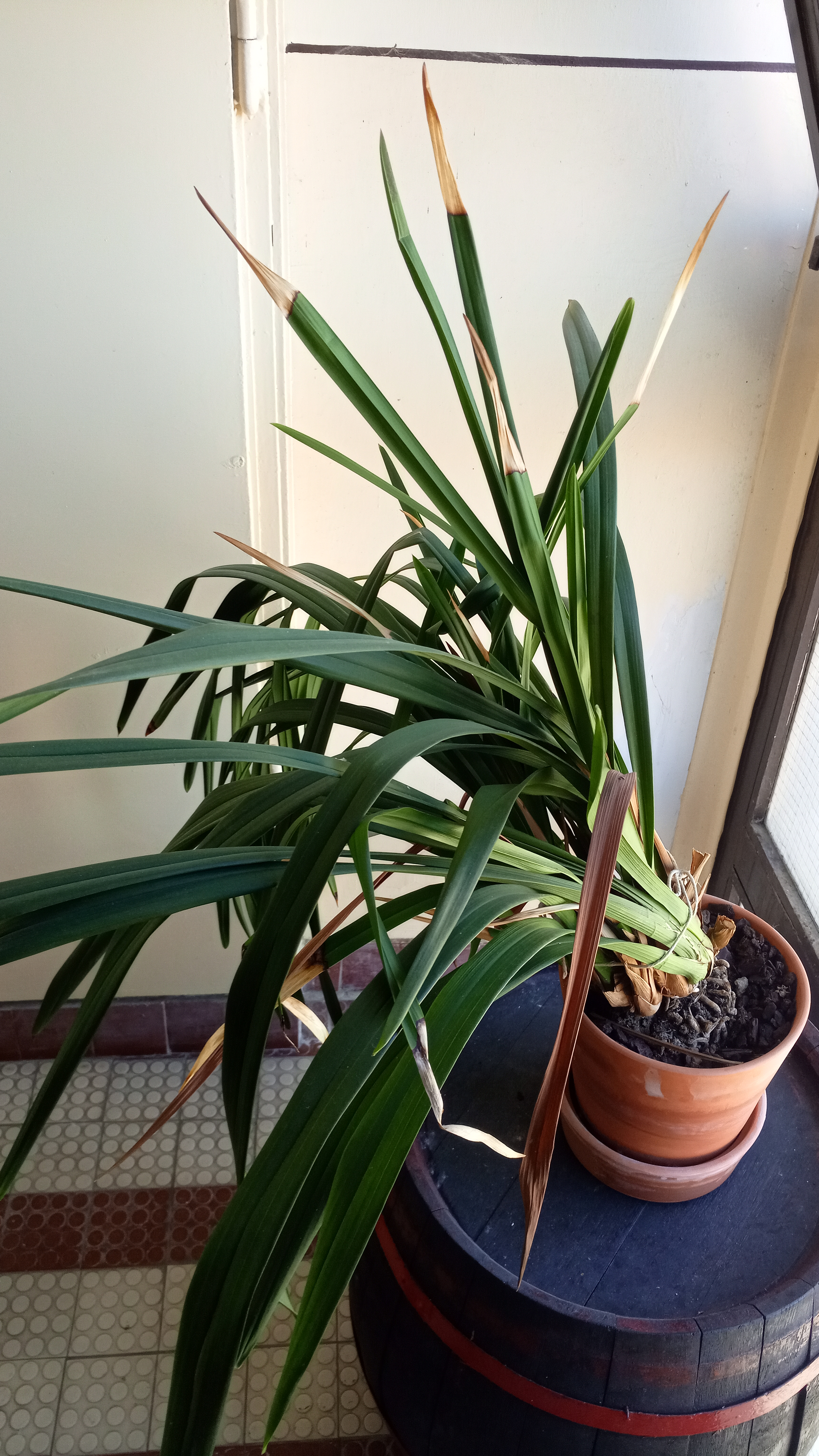Photo of the plant species Cymbidium Panalatinga by @AielSorda named Cimbi on Greg, the plant care app