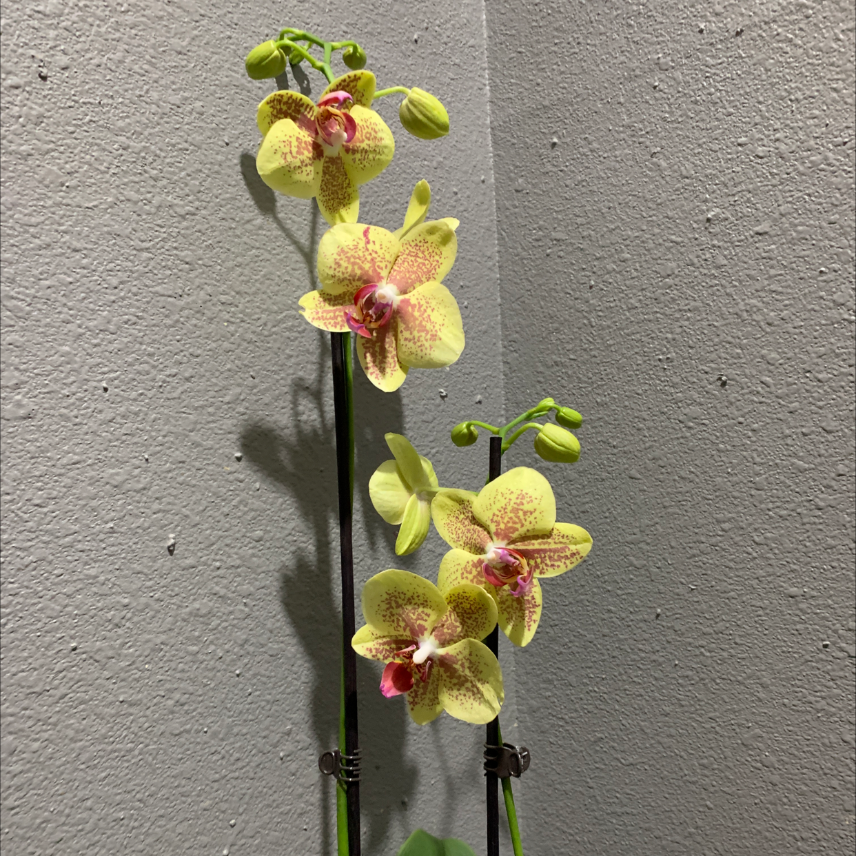 Photo of the plant species Eastern Wahoo by Jessica named Stella on Greg, the plant care app