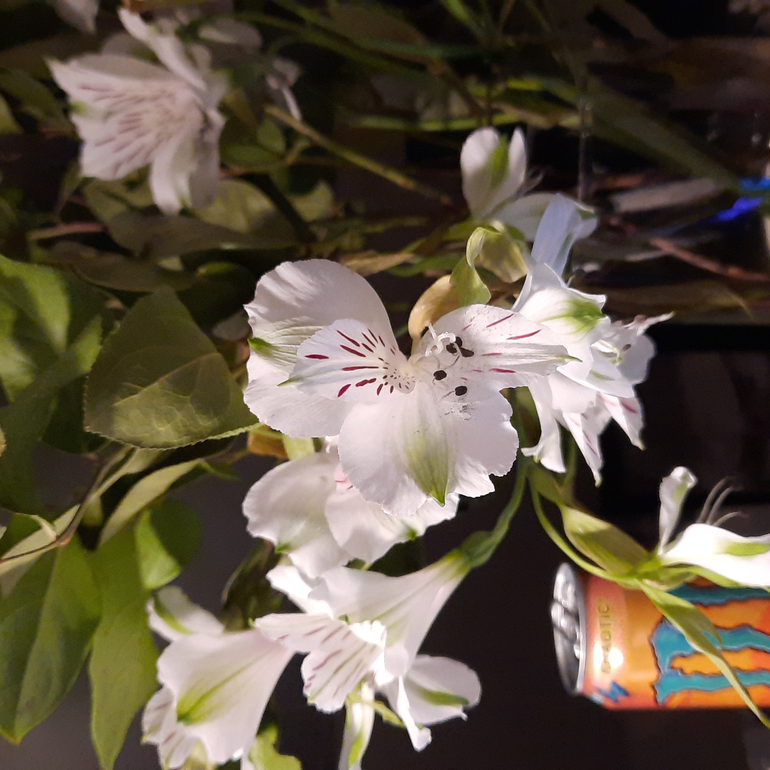 Peruvian-Lily with white flowers and green leaves, well-framed and healthy.