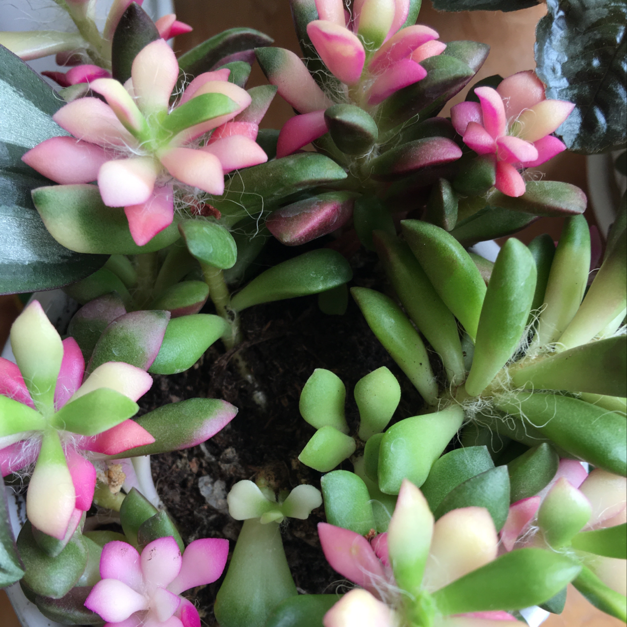 Succulent plant with vibrant pink and green leaves, soil visible.