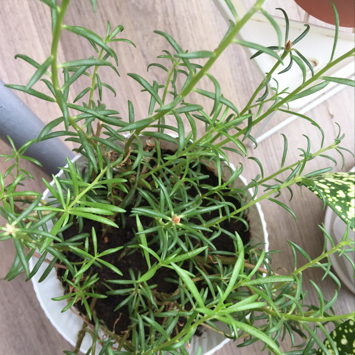Close-up of a healthy, thriving Moss Rose Purslane plant with thin needle-like green leaves and no signs of disease.