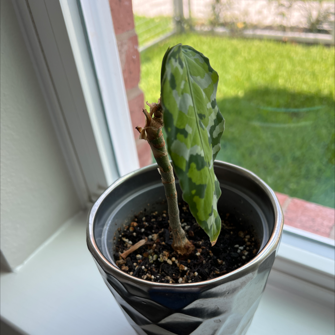 Aglaonema 'Tricolor' plant with a single variegated leaf in a pot near a window.