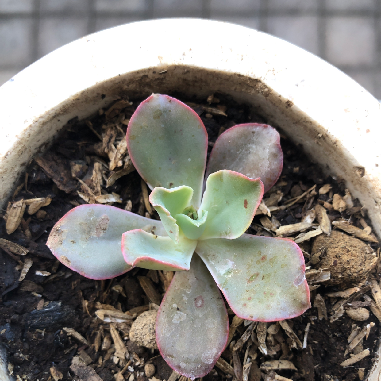 Echeveria Gibbiflora succulent in a pot with some leaf discoloration and visible soil.