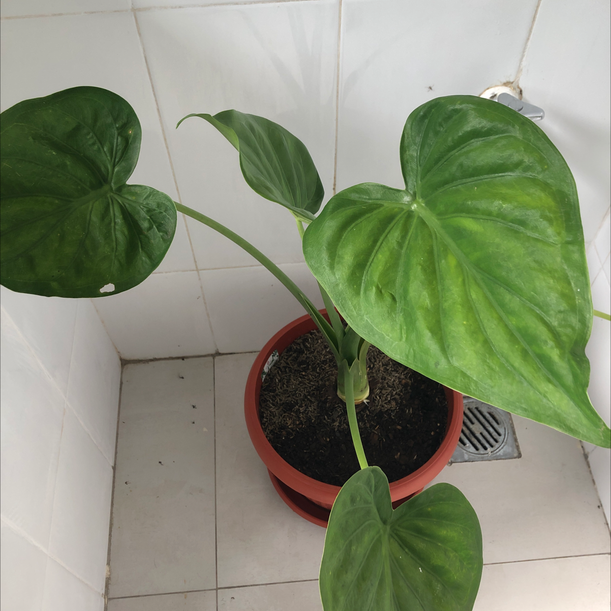 Healthy Chinese Taro plant with large green heart-shaped leaves growing in a red pot, slightly off-center in the frame.
