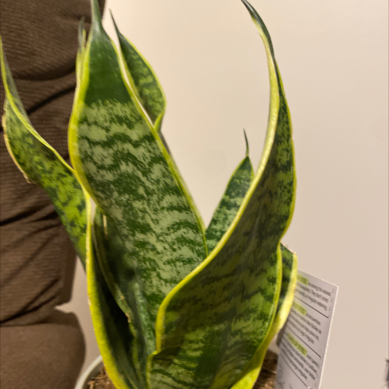 Snake Plant plant photo by Danielle named Your plant on Greg, the plant care app.
