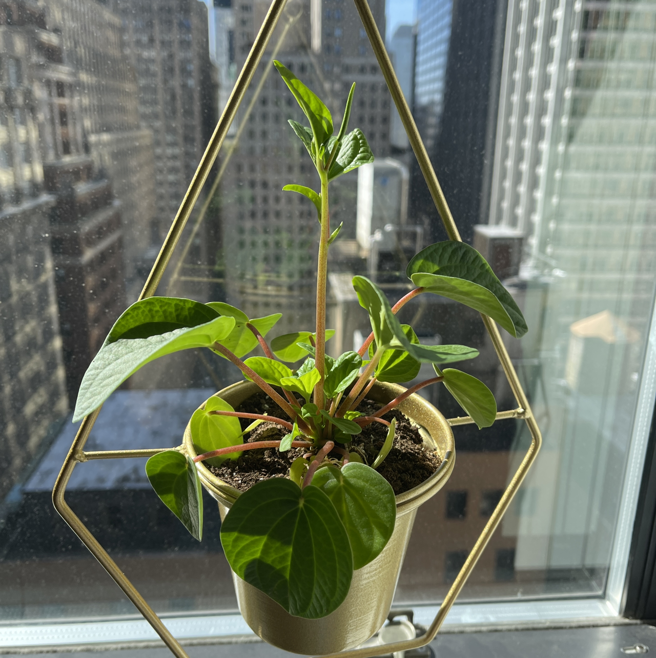 Peperomia flower, Peperomia fraseri – Compra immagini – 12229999