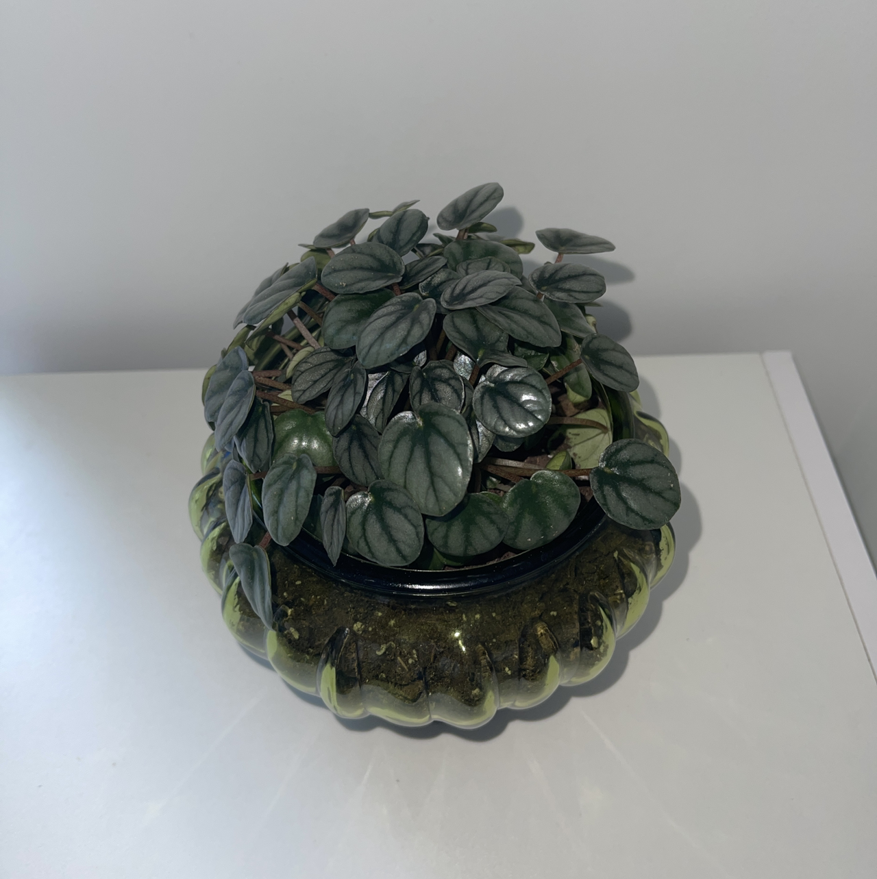 Silver Frost Peperomia plant in a decorative pot, healthy leaves, no visible discoloration.