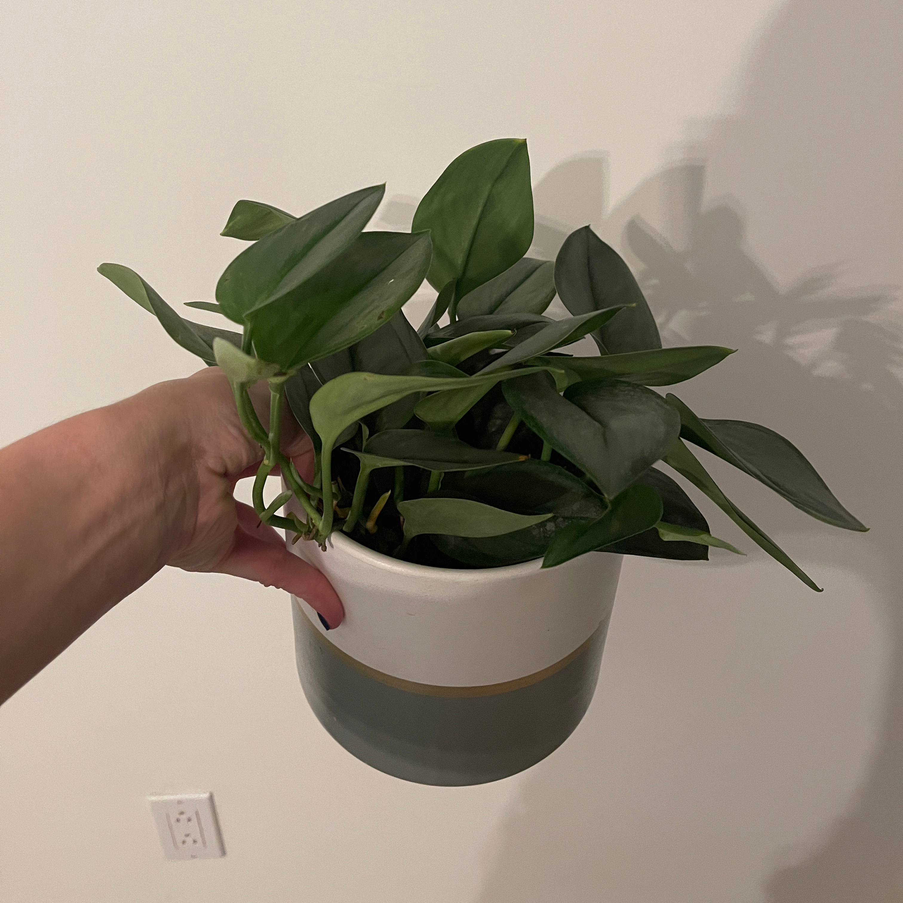 Scindapsus treubii 'Moonlight' plant in a decorative pot held by a hand.