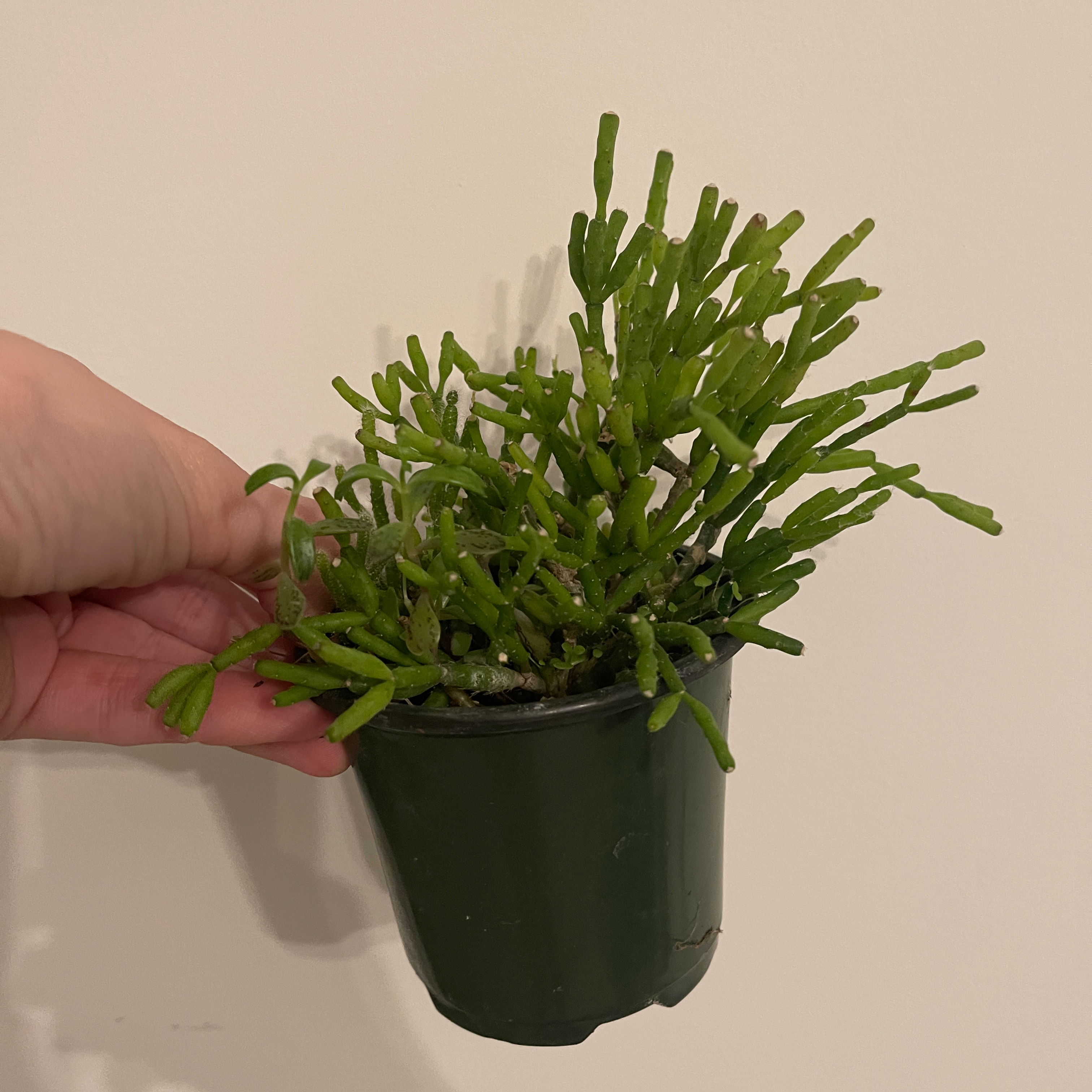 A healthy Dancing Bones plant in a small pot, held by a hand.