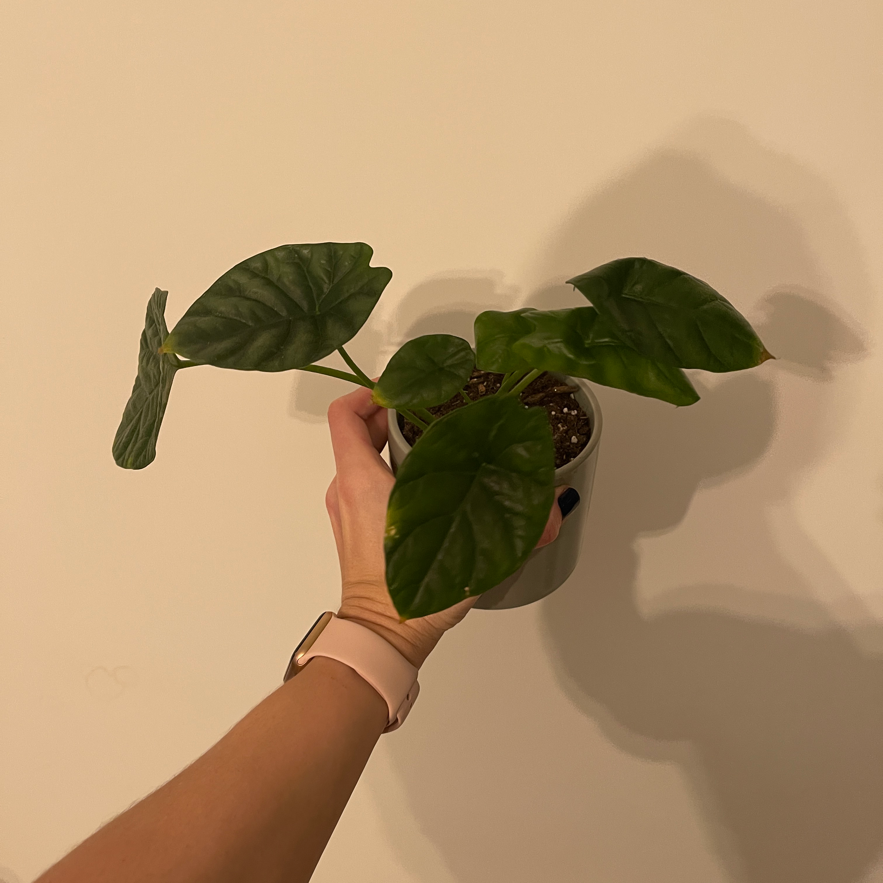 Jewel Alocasia plant held by a hand, with green leaves in a small pot.