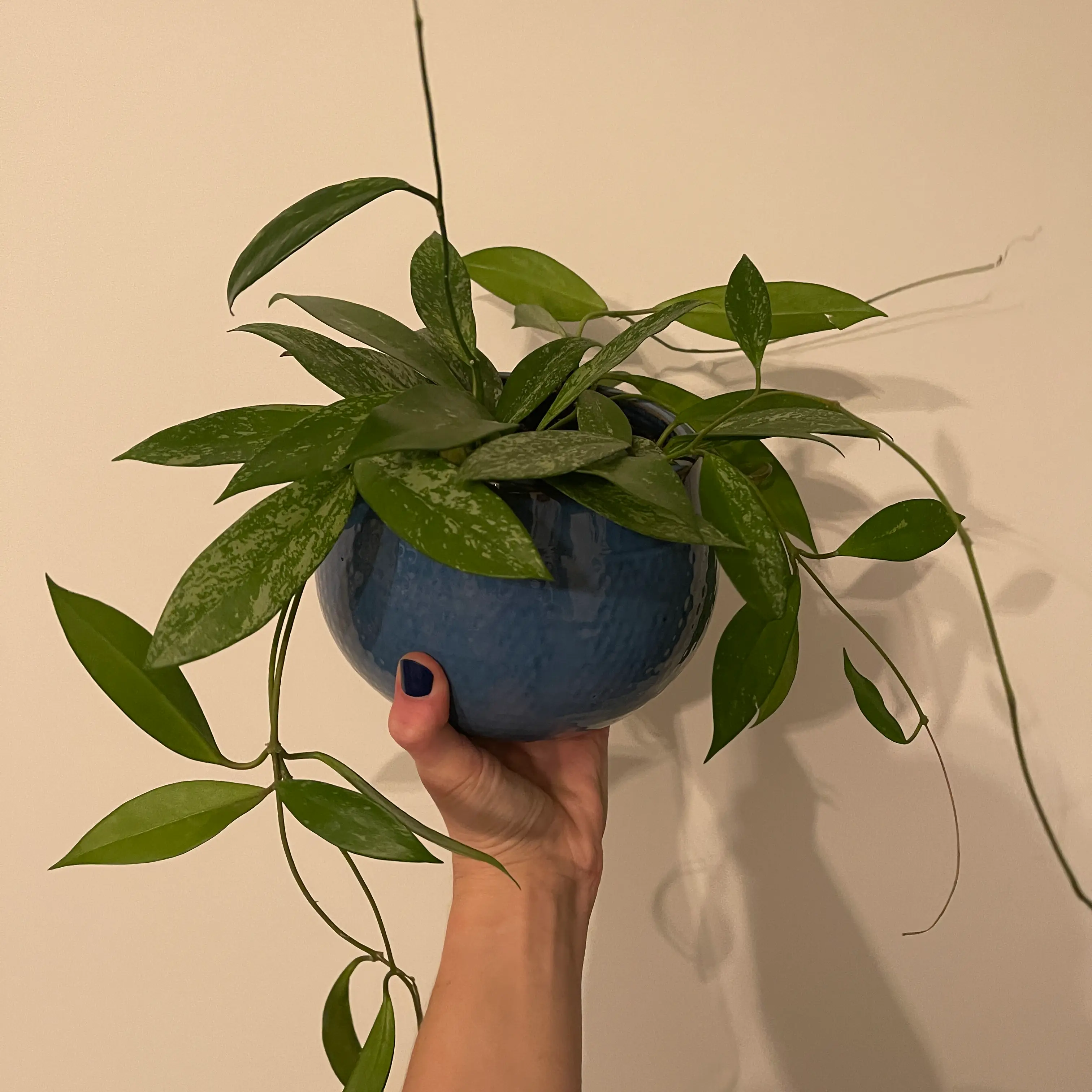 Hoya Pubicalyx plant in a blue pot, held by a hand, with healthy green leaves.