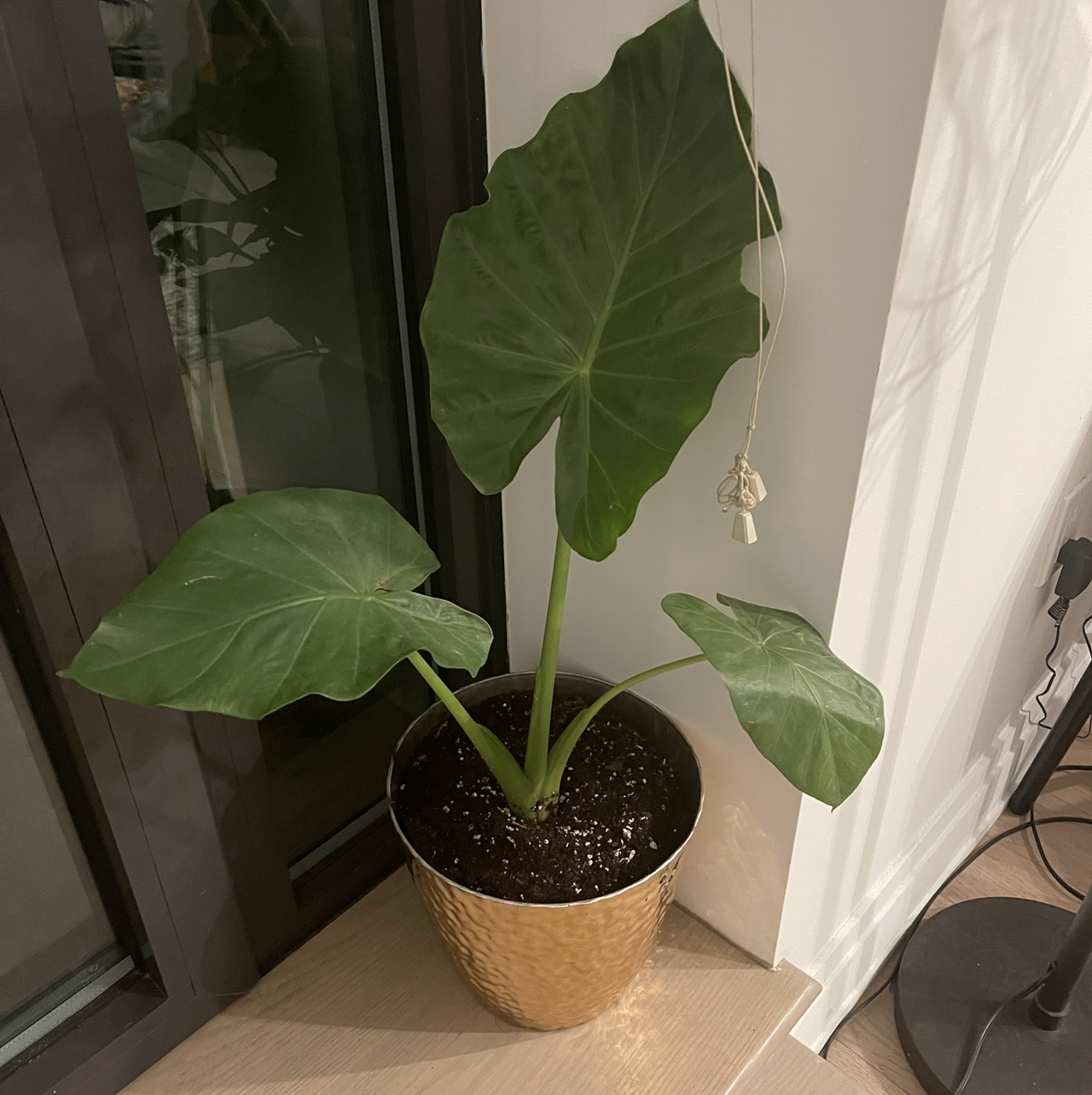 Potted Jewel Alocasia plant with large green leaves, healthy appearance.
