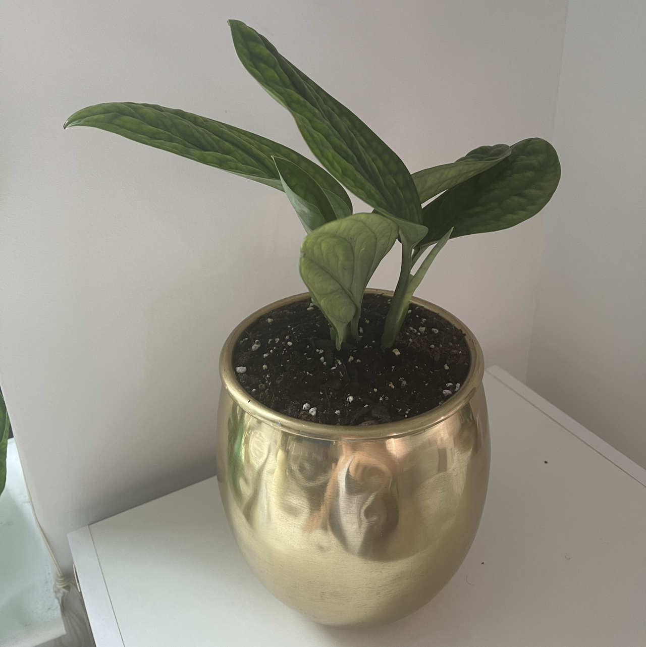 Monstera pinnatipartita plant in a golden pot with visible soil, healthy leaves, and no signs of disease.