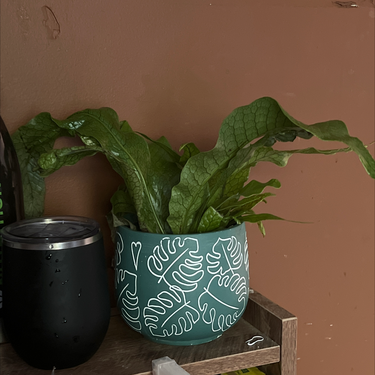Healthy green loose-leaf lettuce plant growing in a teal ceramic pot with hand-drawn white pattern against pink wall.