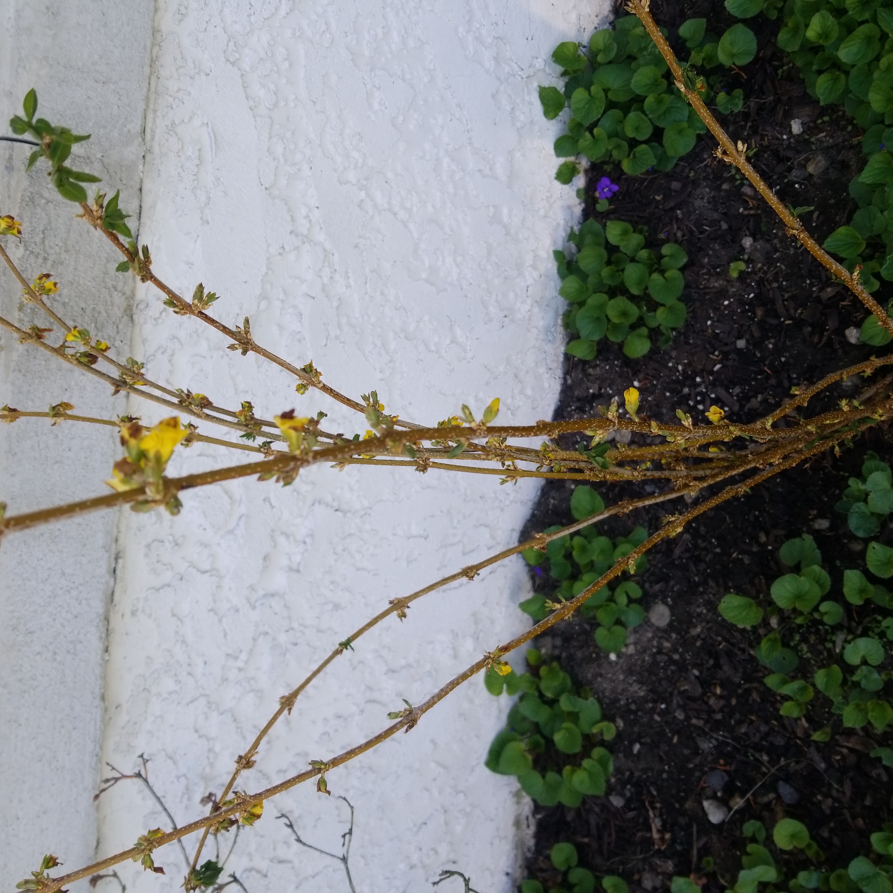 Photo of the plant species weeping forsythia by @WithMyPinkTree named Forsythia on Greg, the plant care app