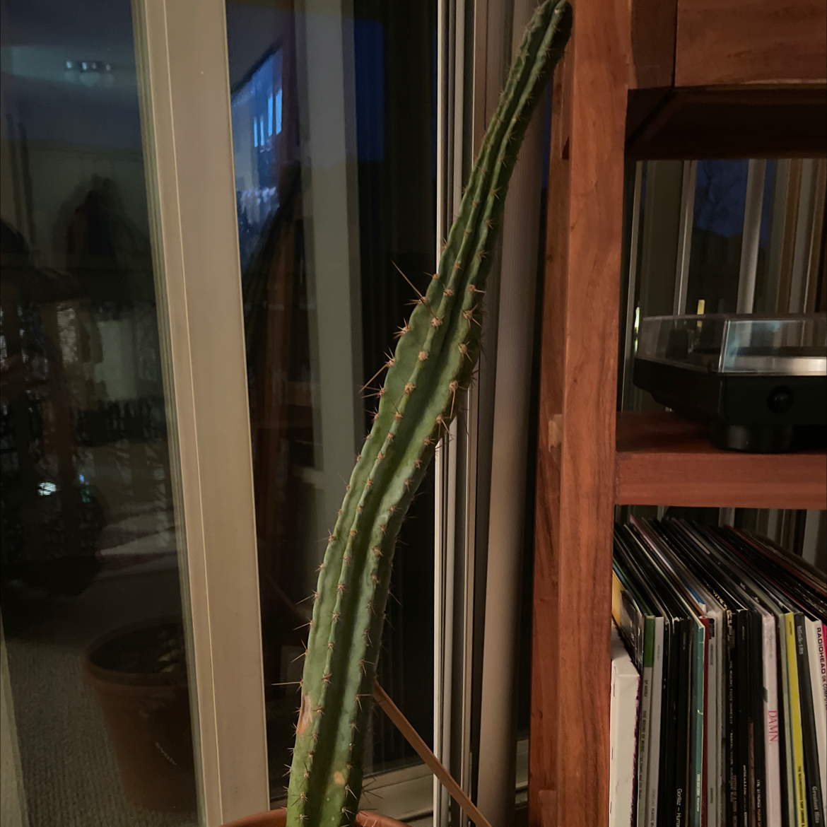 San Pedro Cactus indoors near a window and wooden shelf, tall and columnar with multiple ribs and small spines.