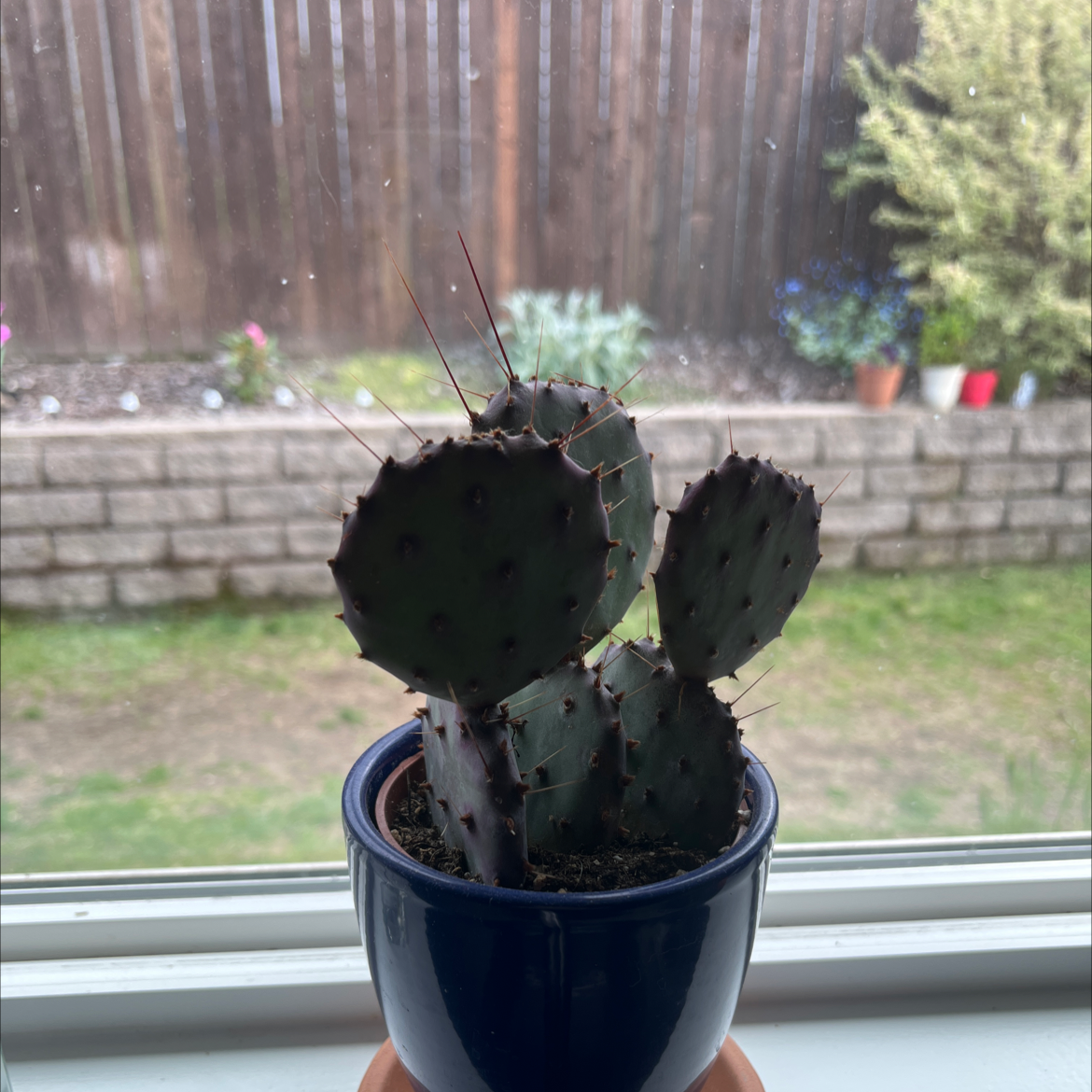 Black-Spined Prickly Pear cactus in a blue pot on a windowsill with a garden in the background.