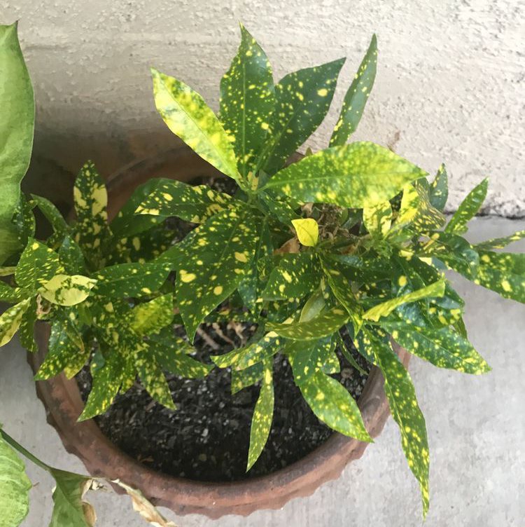 A healthy Japanese Laurel plant in a brown ceramic pot, with vibrant speckled green leaves filling the frame.
