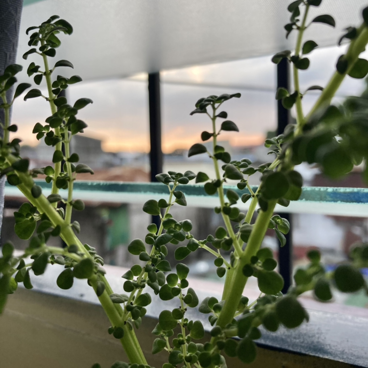 Rockweed plant near a window with an urban background, appearing healthy.