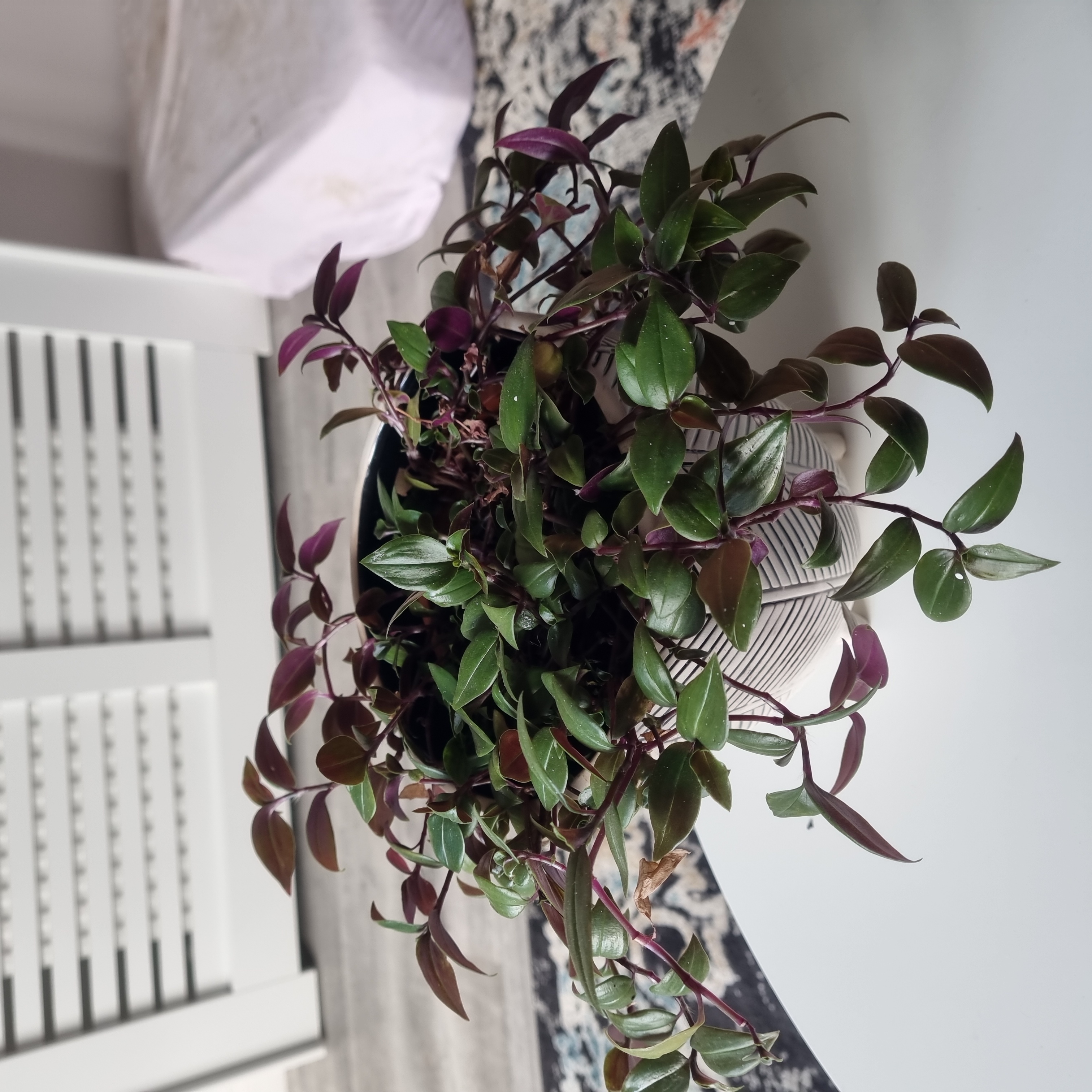 Photo of the plant species Rainbow Tradescantia by @DefiantGray named Pain in arse on Greg, the plant care app