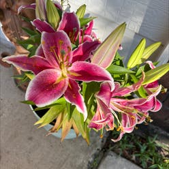Western Red Lily plant