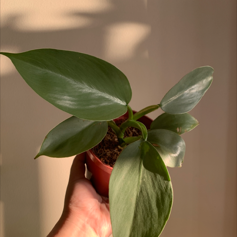 Silver Sword Philodendron plant with healthy green leaves held in a hand.