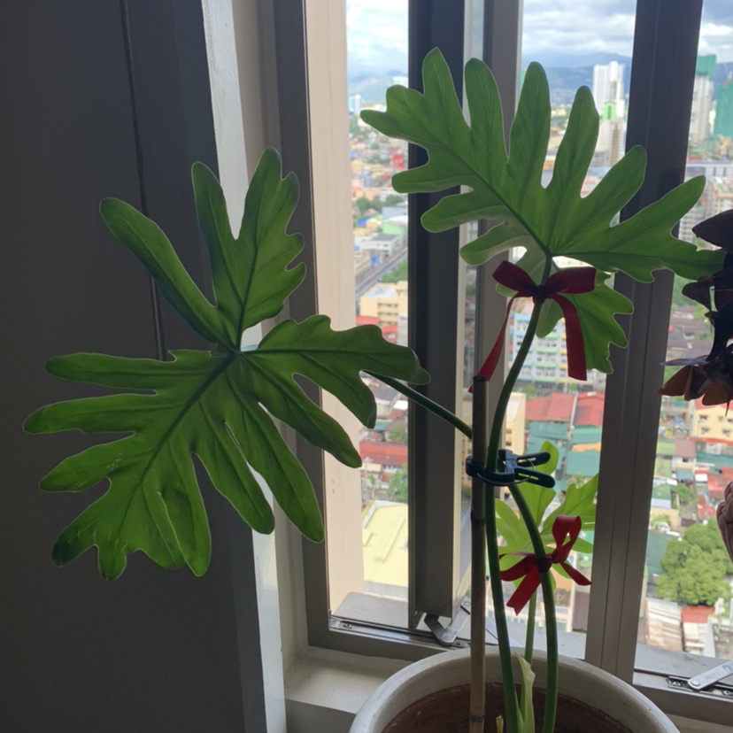 Philodendron 'Hope Selloum' plant with large green leaves near a window.