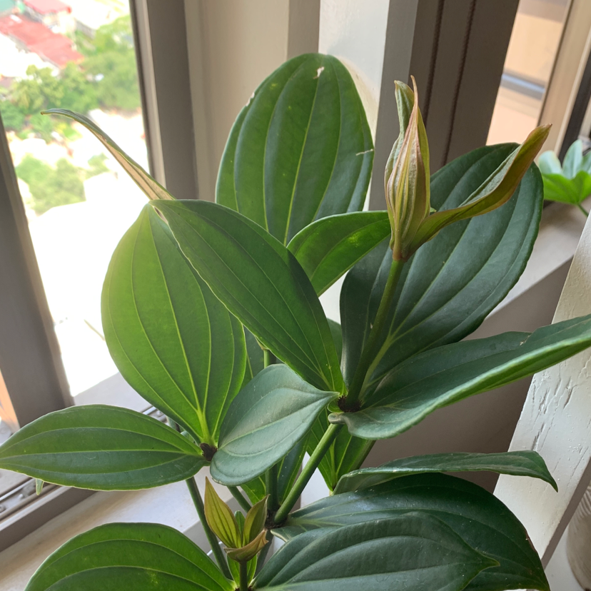 Showy Medinilla plant with healthy, dark green leaves near a window.