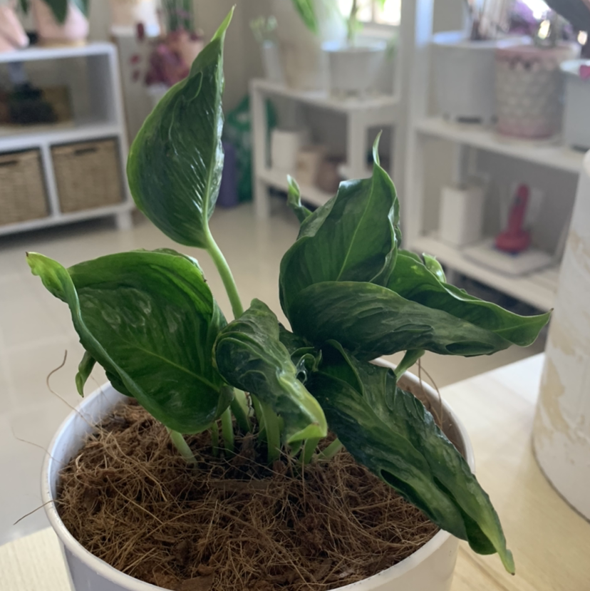 Pothos 'Shangri La' plant in a white pot with healthy green leaves.