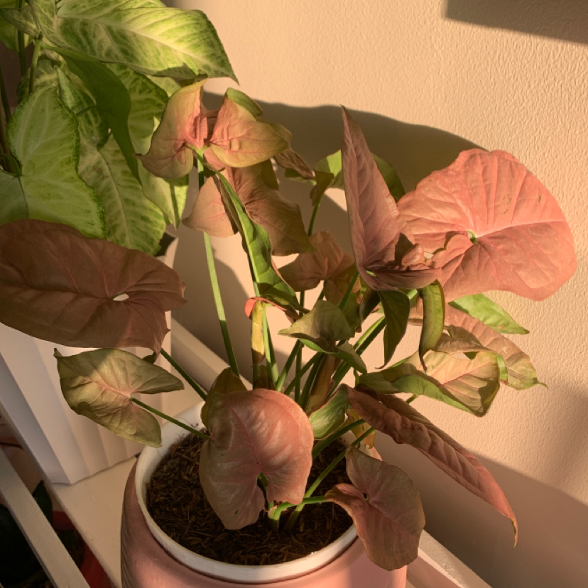 Pink Arrowhead Vine in a pot with healthy leaves and visible soil.