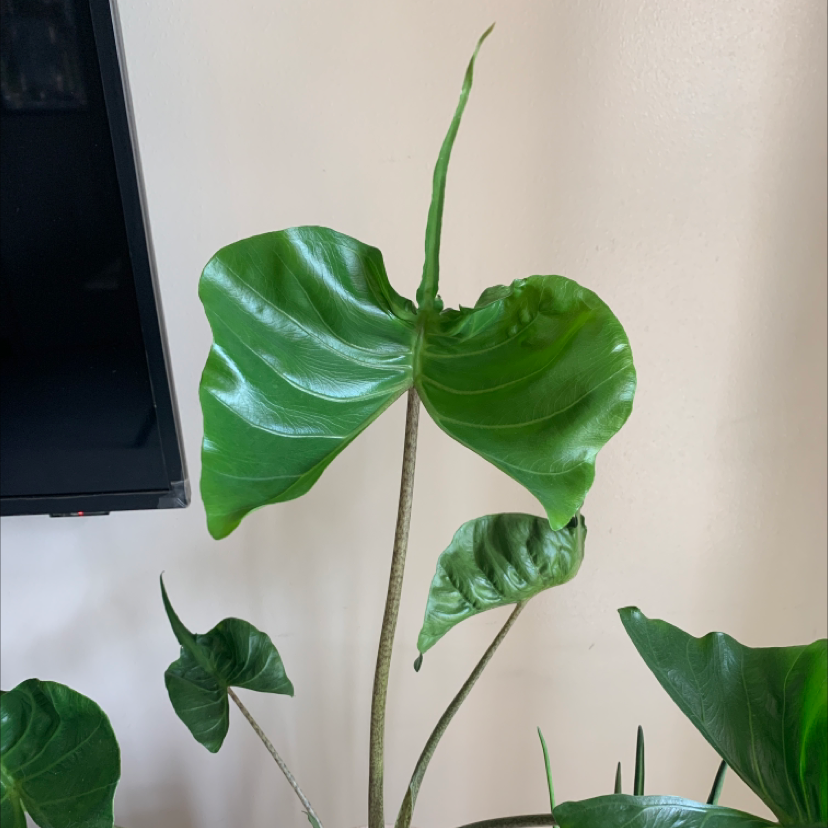 Stingray Elephant Ear plant with large, healthy green leaves.