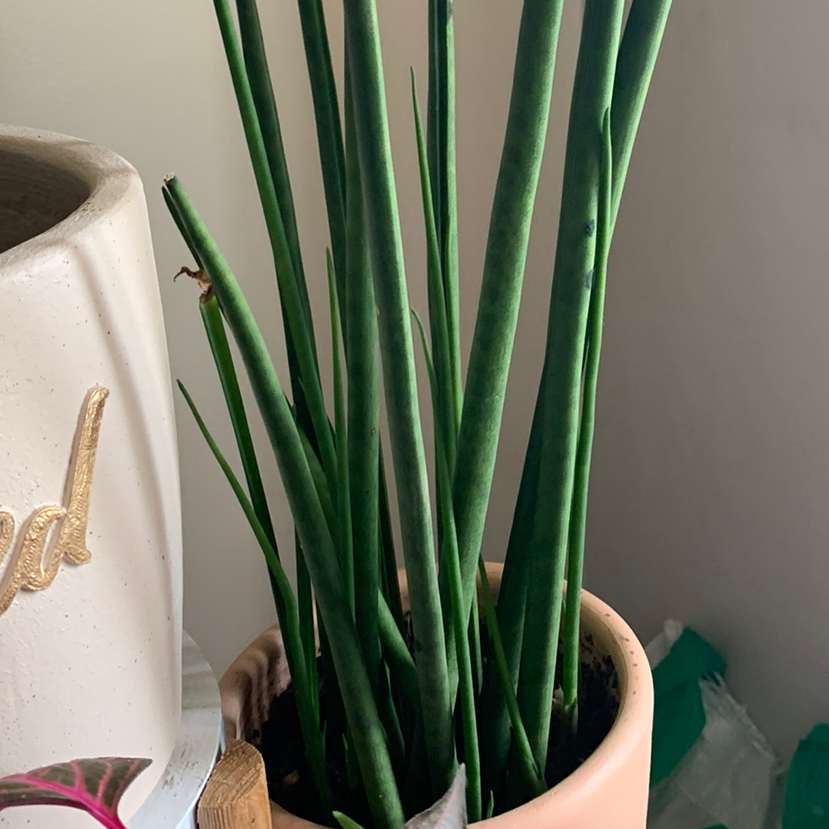 Dracaena 'Mikado' plant with green upright stems in a pot with visible soil.