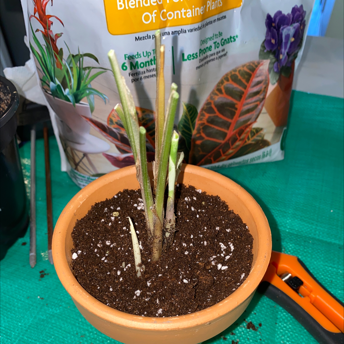 Potted Calathea 'White Fusion' plant with no visible leaves, healthy soil, and a bag of plant soil in the background.