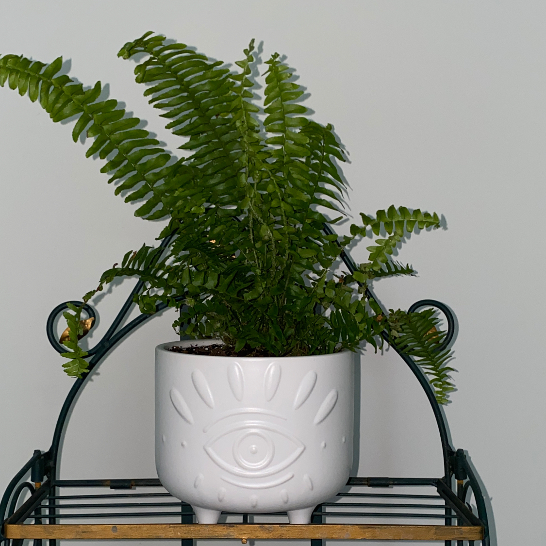 Boston Fern plant photo by @Jess926 named Fern on Greg, the plant care app.
